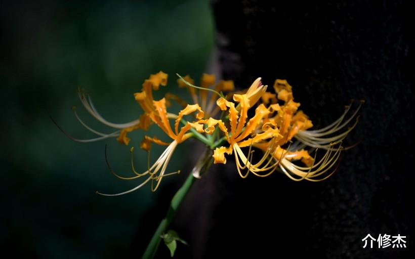 『生肖』旧爱回头，破镜重圆，终将再续三世情缘的4大生肖！