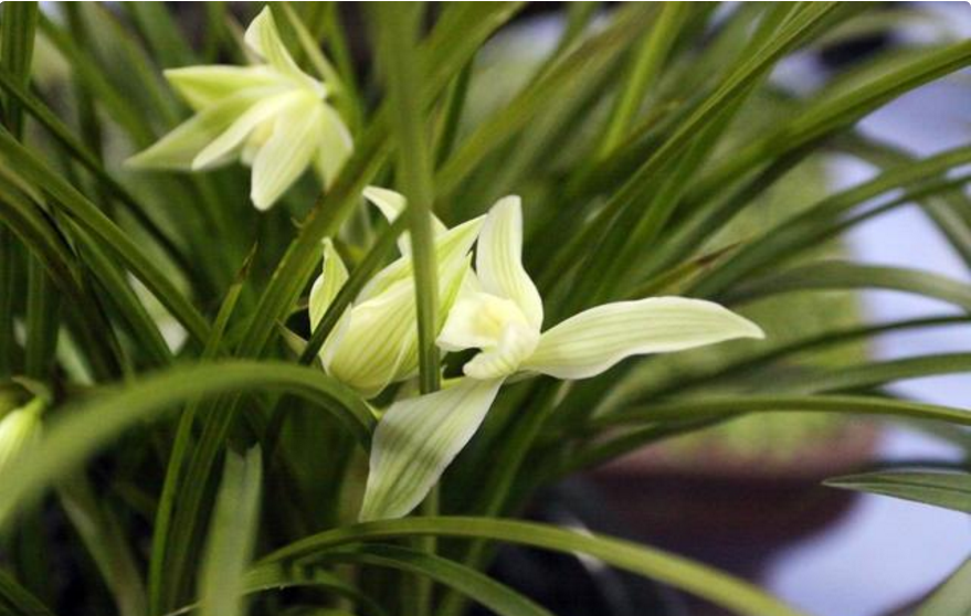 []15号喜、16号吉，5月惹不起，喜事从天降，财运如雨下，好日子躲不掉