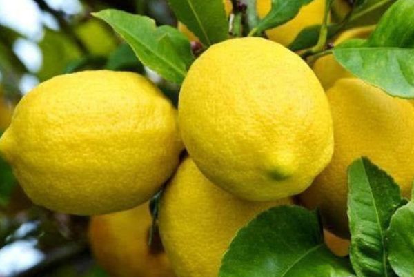 美容@女性养生,离不开4种食物,排毒润肠,健胃消食,美容抗氧化