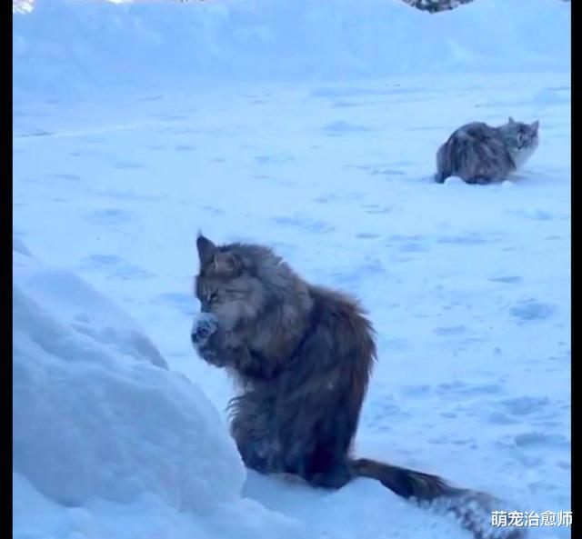 猫咪捧起一把雪就舔起来，后面的同伴看懵了：把雪当成冰淇淋了？