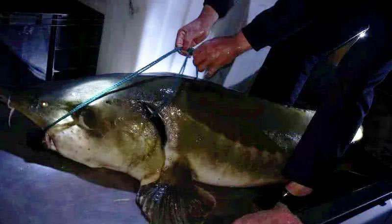 「放生」身长2米！浙江惊现奇怪大鱼！该物种起源于1.3亿年前，与恐龙同年代…