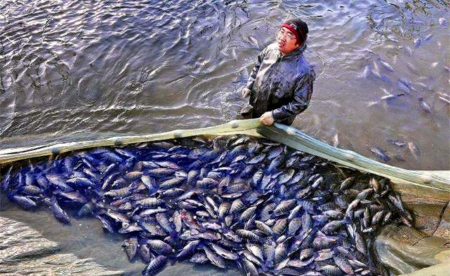 厦门|厦门一河道被“入侵”，密密麻麻全是鱼！连钓鱼人都发愁