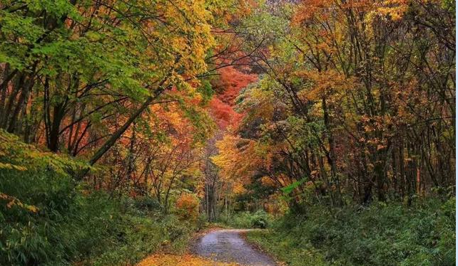 阴平古道|秋天的的唐家河可以美到什么地步？
