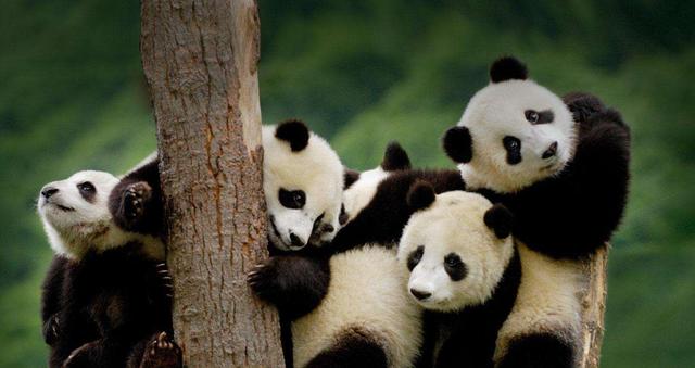 哺乳动物|古代那么多凶残猛兽，为何却不会攻击大熊猫？看看它古名就懂了