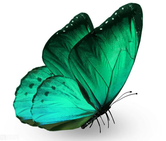 心理學：哪隻蝴蝶最美麗，測出你這一生躲不開的劫是什麼-圖3