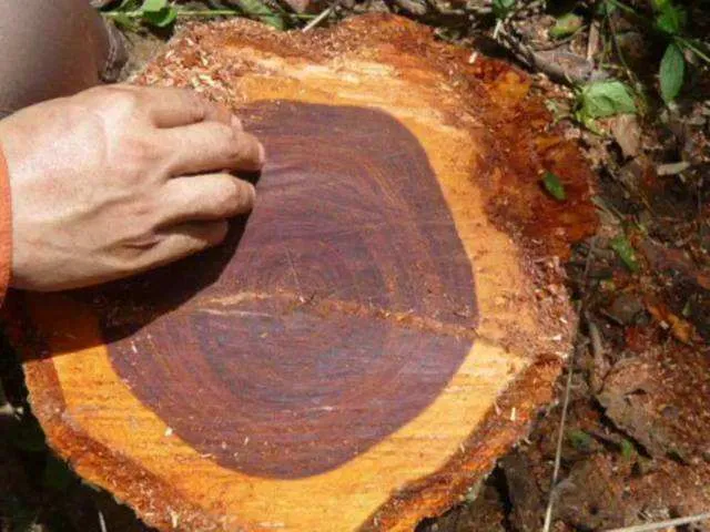 「文玩」500年的修炼：大红酸枝的鉴别知识