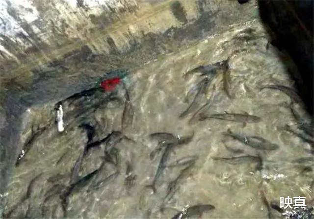 映真|湖北一神秘山洞，常年“吐鱼”上万斤，专家赶来一看既心痛又害怕