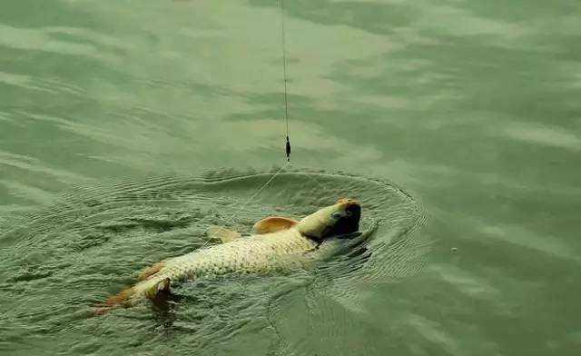 「鳊鱼」钓鱼时，这3种错误新手常犯，不是老钓友根本想不到，莫忽视