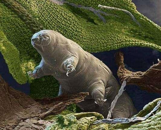 太空|5亿年前就存在的生物，连核武器都不怕，或成为人类未来希望