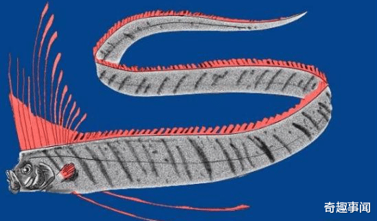 水底奥秘：深海最恐怖的存在之一，体型长达14米，巨兽皇带鱼真“彪悍”