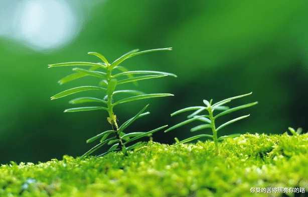 运势：六月中旬，有贵人支持，运势相伴，飞黄腾达的属相