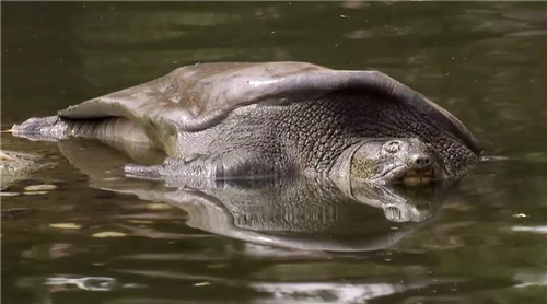 ##比熊猫还珍贵的“国宝”，全球仅存3只，美国疑似发现第4只行踪？