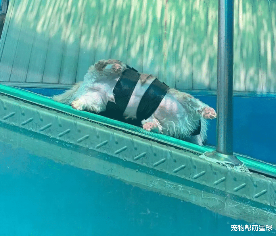 柯基犬|48斤柯基为拒绝游泳减肥,秒做翻滚动作让网友笑喷!