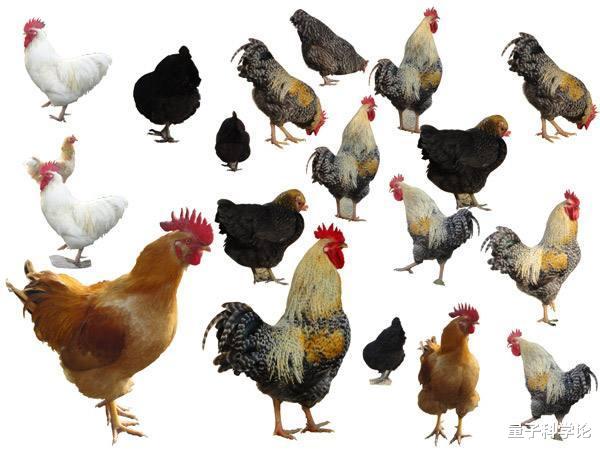 「基因」鸟类没有「丁丁」,是如何交配的?