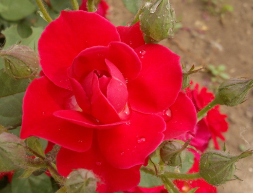 「运势」6月中旬,时来运转,横财不断,4属相福泽不浅,迎来无限福报