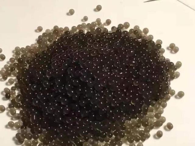 「蛋白质」稻田里的这个野味，人称“土燕窝”，蛋白质是牛肉的2倍，别错过