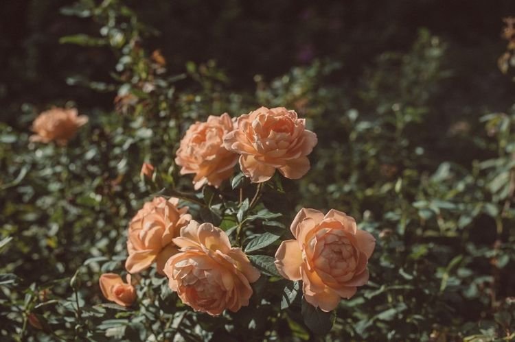 生肖|9月下旬运势红到发紫，贵人助力，好运无人能及的4大星座