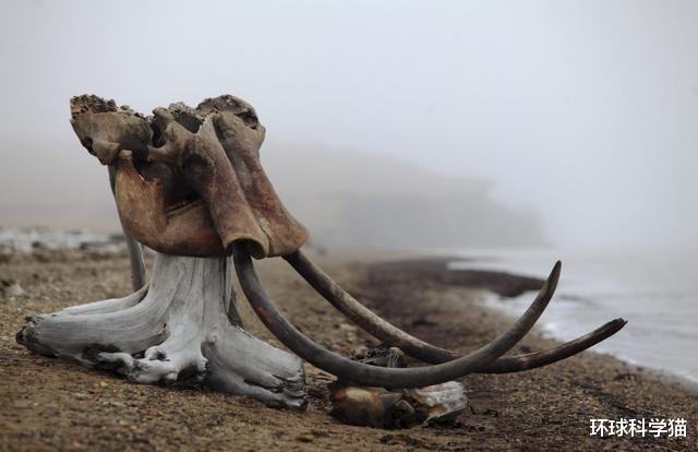 北极|15000年前灭绝的穴居熊尸体重现地球，北极新气候已在形成？
