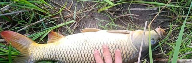 []野外垂钓鲤鱼，灵活变动才是关键。实际垂钓经历分享如何灵活应变