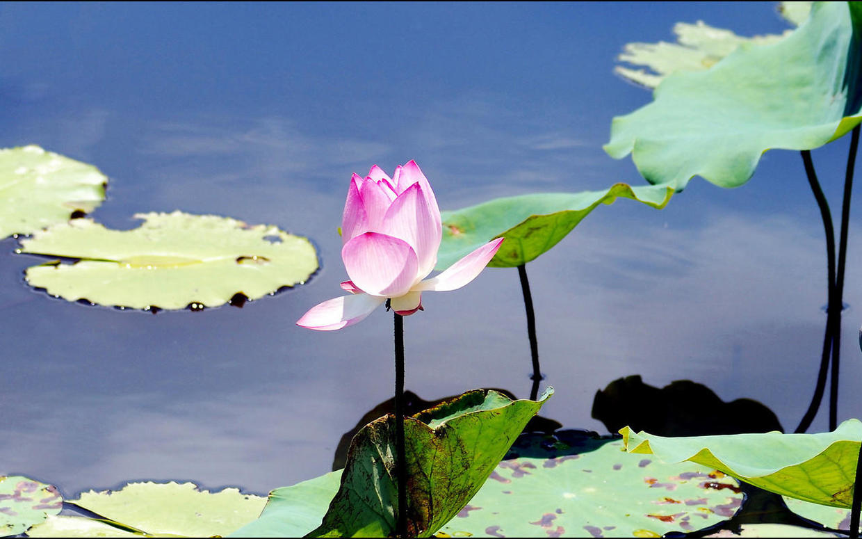 白羊座|有几个星座绝不将就，爱恨分明，不爱就分开