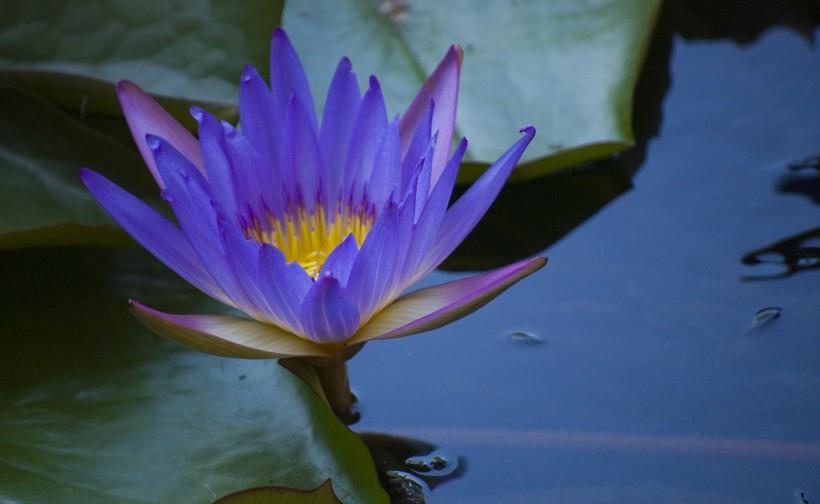 吉星|7月横财临门，事业一路发，家旺事业兴的四大生肖