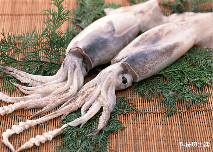 深海区■为何鱿鱼看到人类落水，会用力拖进深海区？真实原因被揭露！