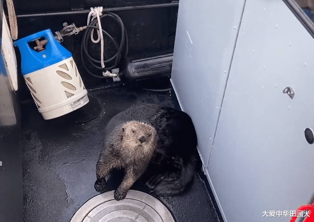 虎鲸|海獭被虎鲸追捕，它三次跳上人类的小船：可以救救我吗？