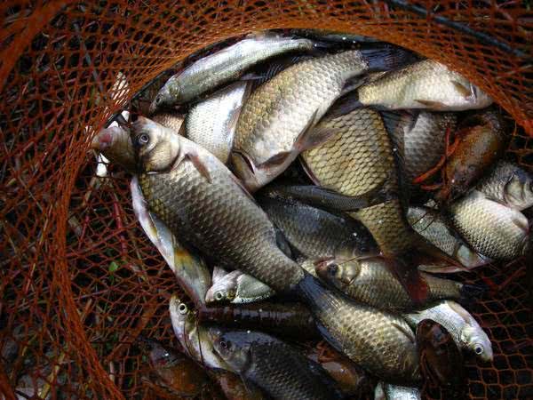 [深水区]夏天什么时候钓鱼最好？“早晚钓一阵，回家吃一顿”