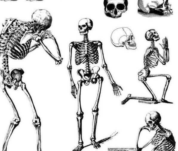 |人正常有206块骨头，为何中国人只有204块，消失的两块骨头在哪？