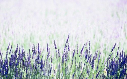 旧爱|在9月份，姻缘回归，正桃花越来越多，有望和旧爱复合的四大星座