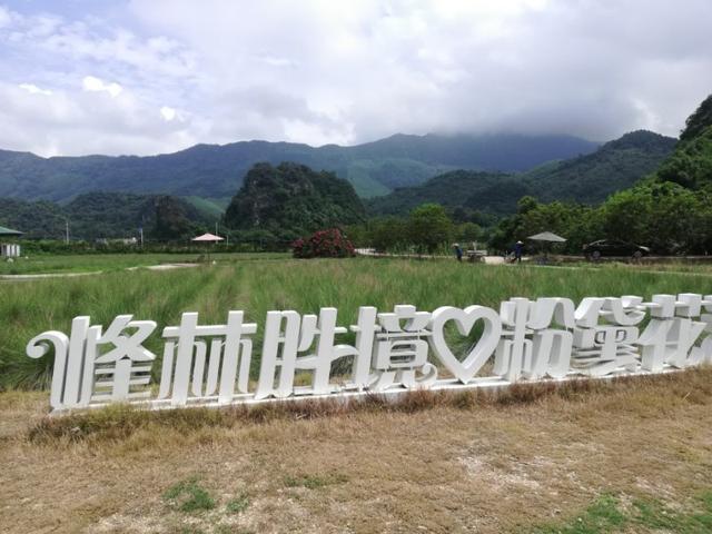英西峰林|藏在清远英西峰林的绝美浪漫粉色花海，走入其中仿佛进入爱丽丝仙境。