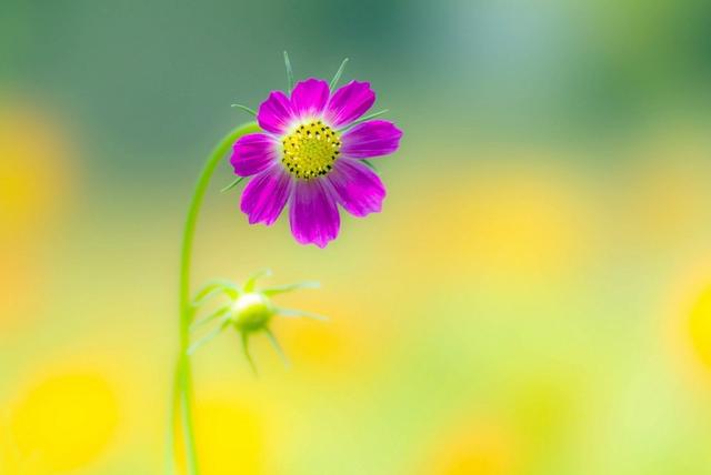 生肖|8月,旧情人回头,哭着求复合,3生肖心软答应,余生依旧可以幸福