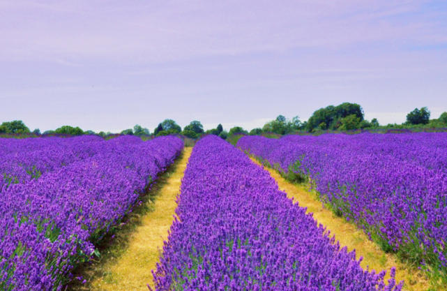 运势|七月中旬好运滚滚而至，运势一飞冲天，喜事接二连三的3生肖