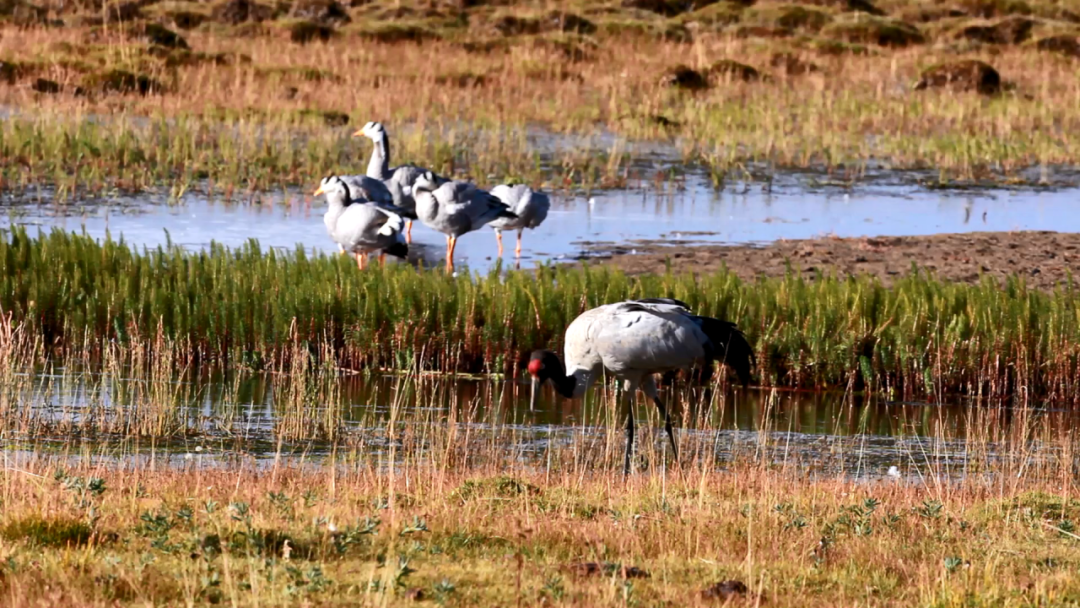 央视一套|青藏高原上，红外相机捕捉到了难得一见的画面，快来看看吧