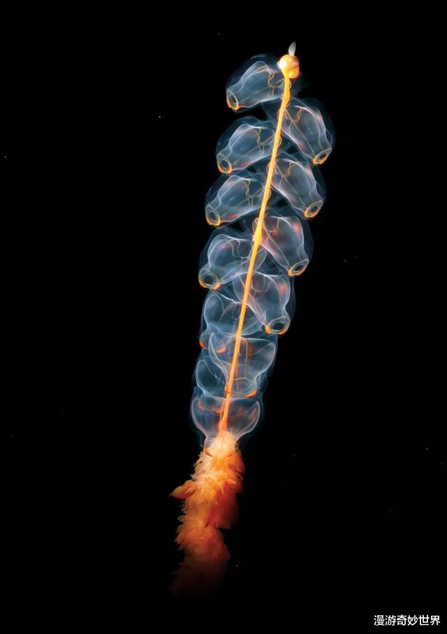 地球其实是外星人的鱼缸?不信你看这些海洋生物的长相!