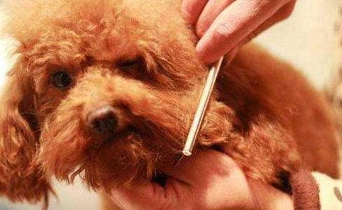 泰迪犬|照着这六个步骤走,自己也能帮“泰迪”美容,不花冤枉钱