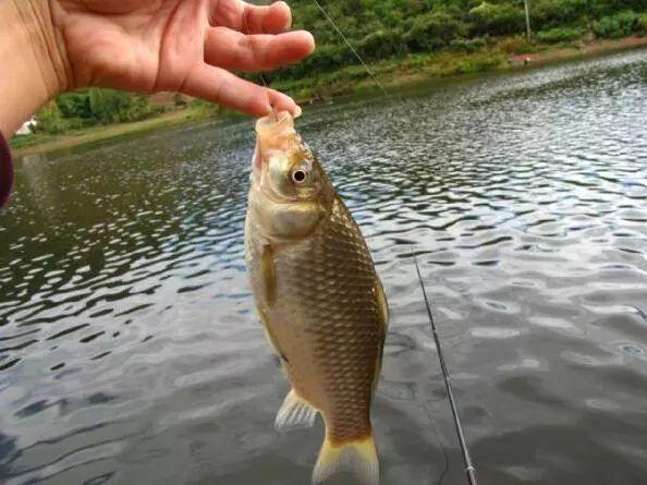 |怎么在“挂底区”钓鱼?这四招总有适合你的