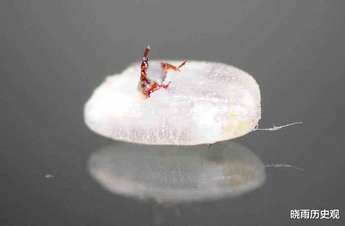 大米|密封的米罐里,有时候为何会出现黑色的虫子,这些虫子吃了会怎样