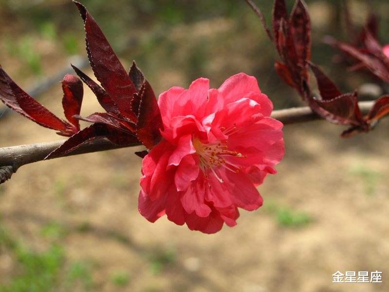 生肖@6月19号，财神眷顾，运势扬眉吐气，桃花朵朵开，恭喜