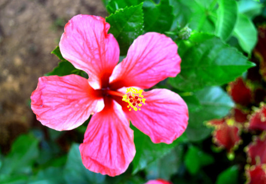 「生肖」进入6月上旬,吉星入命,4属相财星高照,升官发财,五福临门