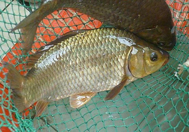 『玉米』钓鱼：气温高于15℃时，鲤鱼的食性有什么规律、变化？