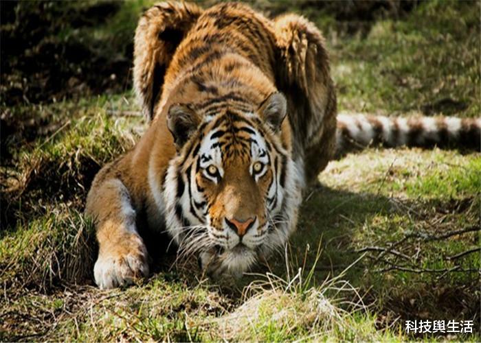 [老虎]老虎吃人后都要杀掉，这是为什么？专家给出的答案太真实！