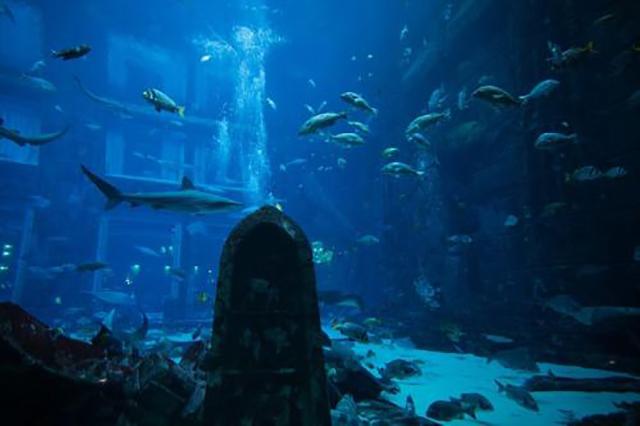 「」1962年美人鱼接触事件: 能与人类沟通, 自称来自亚特兰蒂斯, 真实吗?