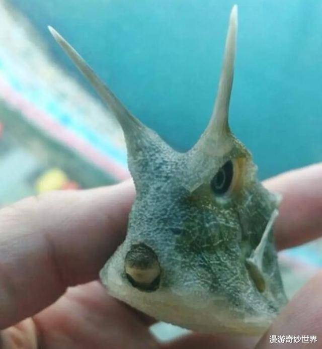 地球其实是外星人的鱼缸?不信你看这些海洋生物的长相!