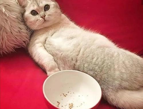 表情包：好怕怕，不敢看，都是些什么表情包