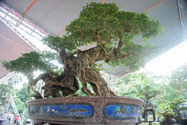 睹图|男子有一棵外形像怪兽的百年古树,如今别人出价20万不舍得卖