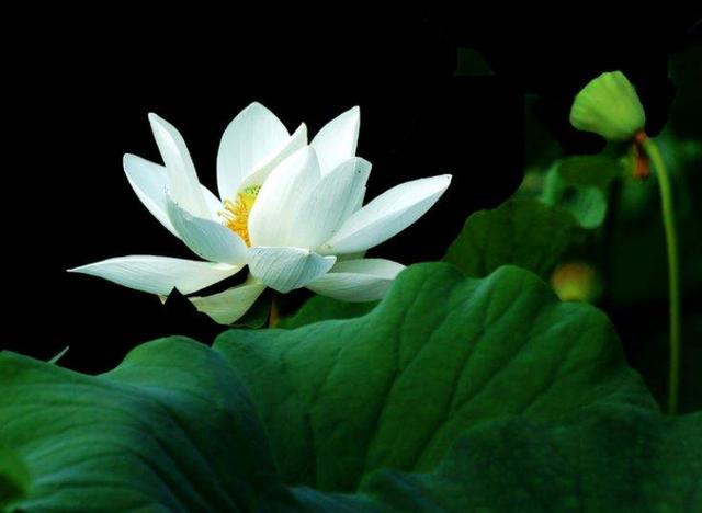 运势|未来半年内桃花最旺盛的4个星座，魅力大，桃花不期而来