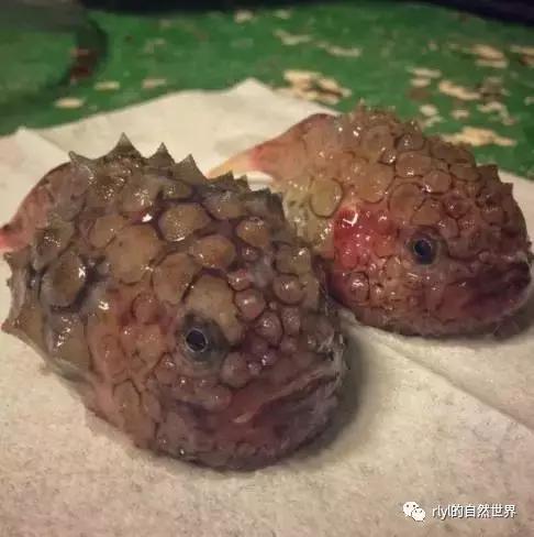 据说有些鱼的长相，全靠想象力！胆小的就不要点进去看了