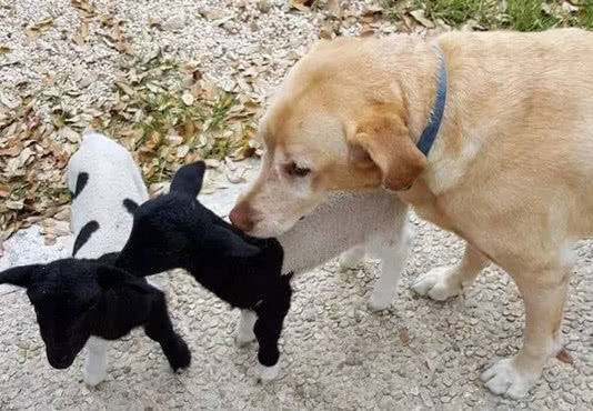 小羊从没见过妈，错认拉布拉多，下一秒狗狗受不了