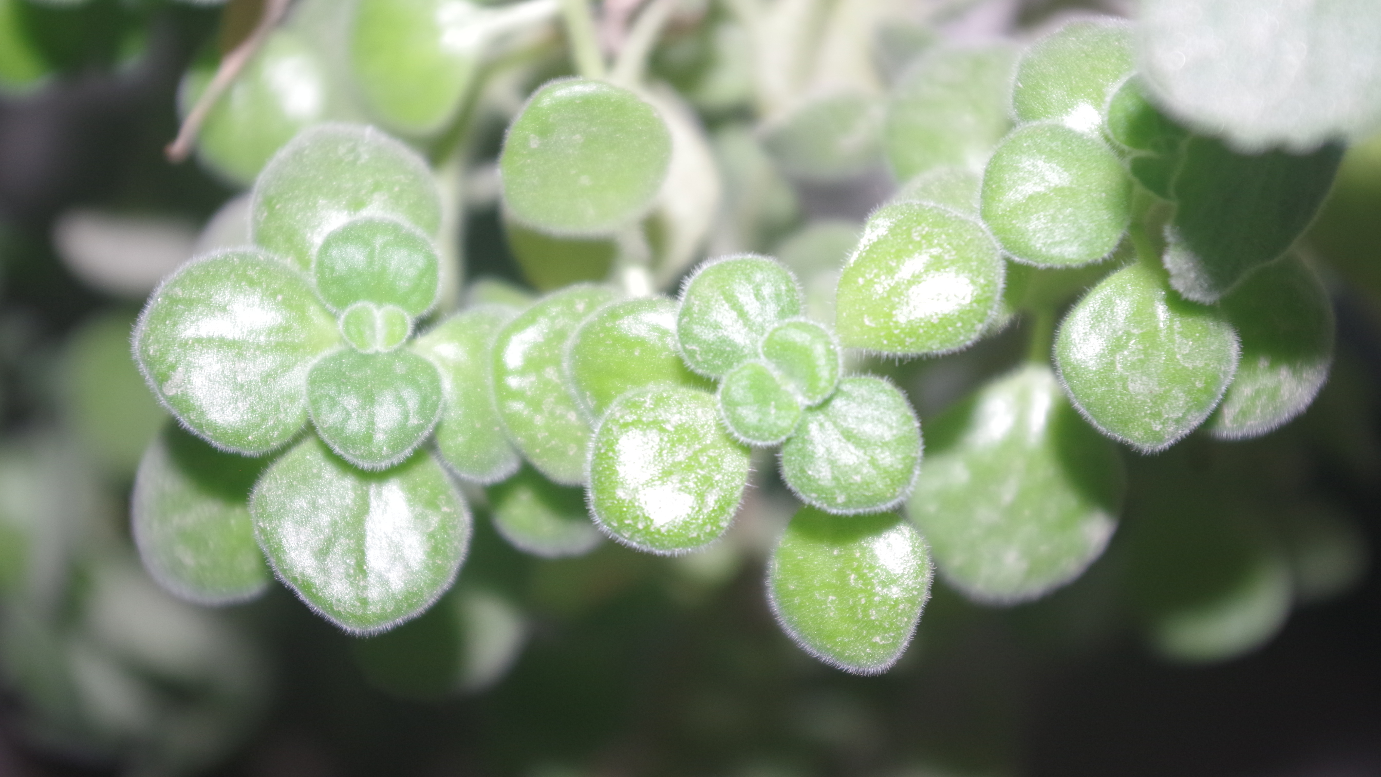 【蜂蜜】蜂蜜水是早上喝，还是晚上喝比较好？先不管，我要给自己来一杯